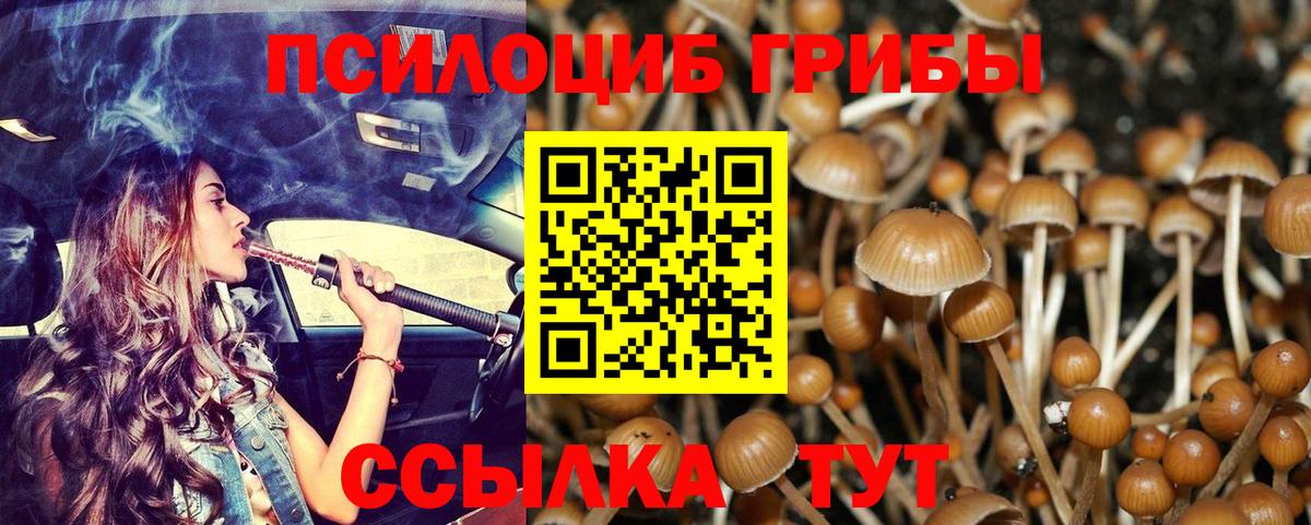 Кинель  Галлюциногенные грибы Psilocybe  Вход с VPN 